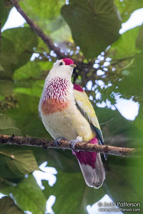 Many-colored Fruit-Dove, Colo-i-Suva Rainforest Eco Resort, Fiji